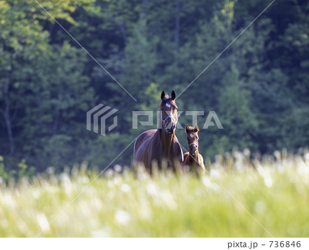 お馬の親子 736846