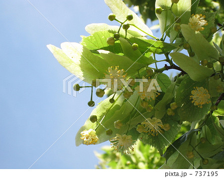 菩提樹の花 737195