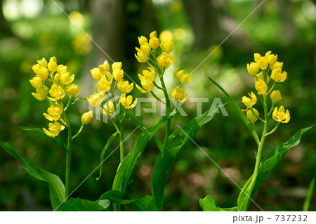 野の花（キンラン３） 737232