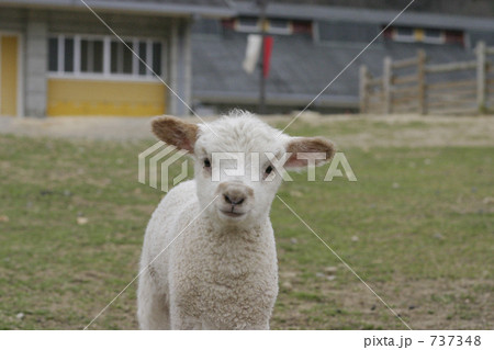 ひつじの子供 ひつじの子供 737348