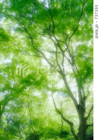 新緑 12 737393