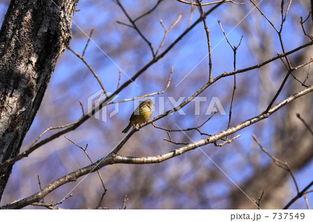 アオジ アオジ 737549