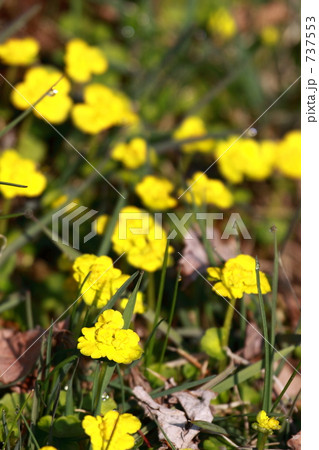 ツルネコノメソウ 737553