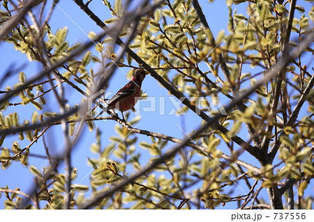 ベニマシコ 737556