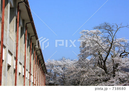 小学校と桜 小学校と桜 738680