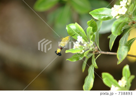 オオスカシバ 738893