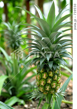 パイナップル 739550
