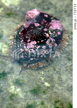 天然あわび 739714