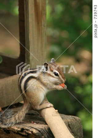 お食事中 お食事中 739743
