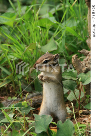 子りす 子リス 縞栗鼠の写真素材