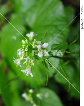 白いワサビの花 白いワサビの花 739829