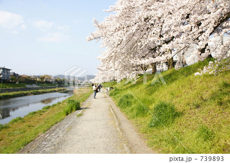 鴨川土手の桜の撮影 鴨川土手の桜の撮影 739893