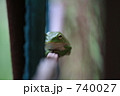 カエル正面 740027