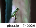 遠くを見るカエル 740029