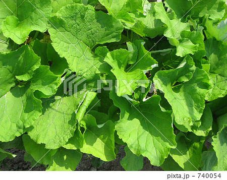 畑の牛蒡の葉 畑の牛蒡の葉 740054