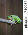 つかまりカエル 740067