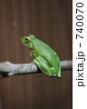 かえる 740070