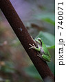 木のカエル 740071