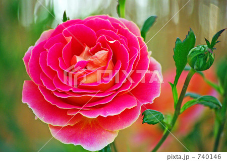 薔薇 薔薇 740146