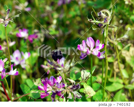くまんばちと蓮華草 くまんばちと蓮華草 740192