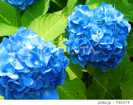 紫陽花 740374