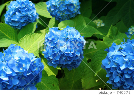 紫陽花 740375