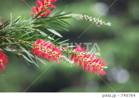 ブラシの木 ブラシの木 740764