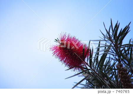 ブラシの木 740765