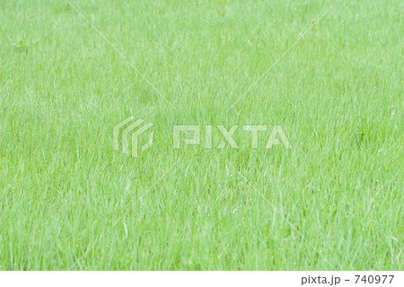 芝生 740977