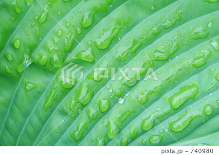 葉と水滴 740980