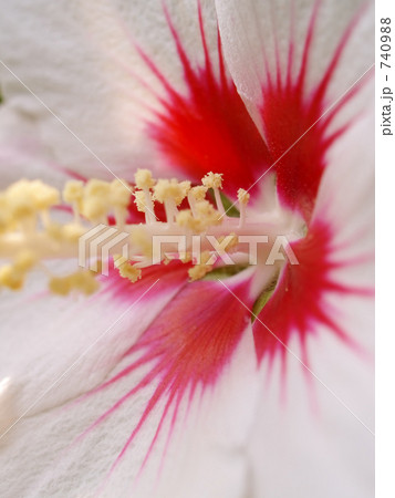 ムクゲ開いた 740988