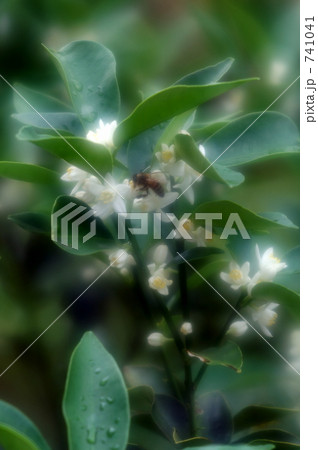 キンカンの花 キンカンの花 741041