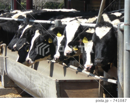 牛　ウシ　うし 741087