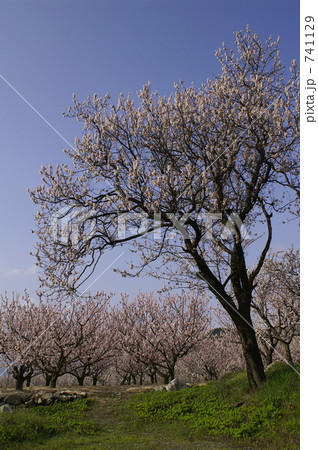 のっぽの杏の木 のっぽの杏の木 741129