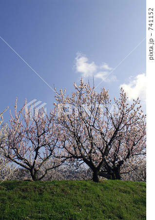 高台の杏の木の写真素材