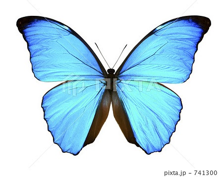 蝶 チョウの写真素材