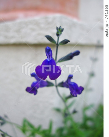 ブルーゼージ 741368