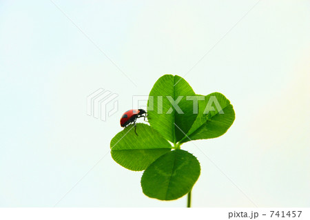 四ツ葉を登るテントウムシ 741457