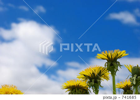 蒲公英 蒲公英 741685