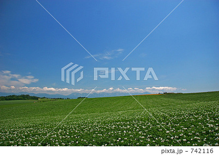 美瑛のジャガイモ畑 美瑛のジャガイモ畑 742116