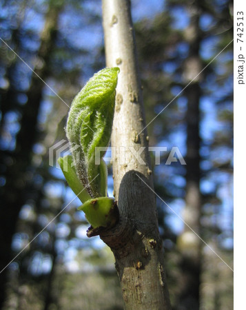コシアブラの新芽 コシアブラの新芽 742513