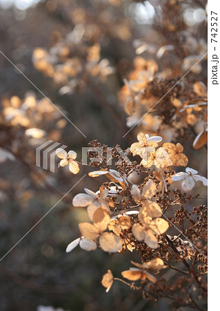 冬枯れの花 742527