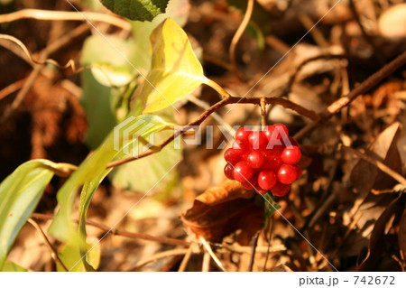 サネカズラの赤い実 742672