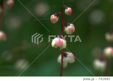 谷間のユリ、スズラン 742685