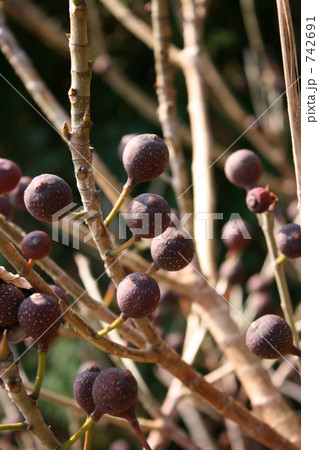 イヌビワの実 742691