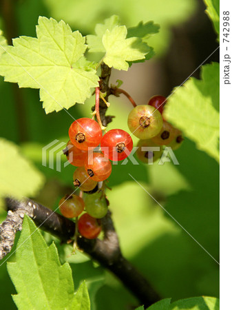 色づく季節 742988