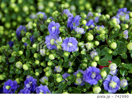 エキザカム 742990