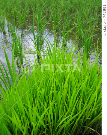苗と水田 742991