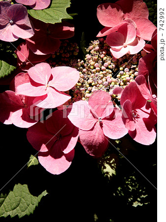 ピンクシャワー 742992