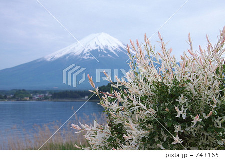 五色柳と富士山 743165